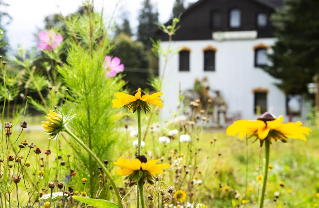 Pension Haus Fuerstenberg Beierfeld 外观 照片